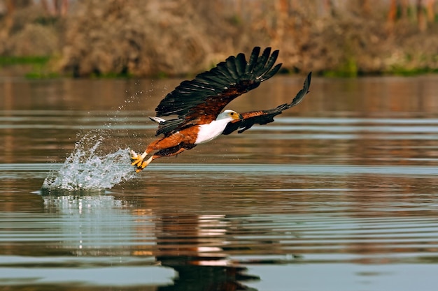 写真 ナイバシャ湖のオジロワシ