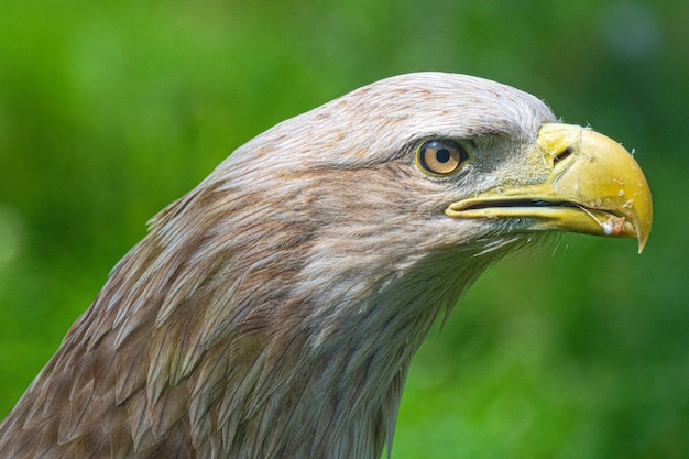 Photo white tailed eagle