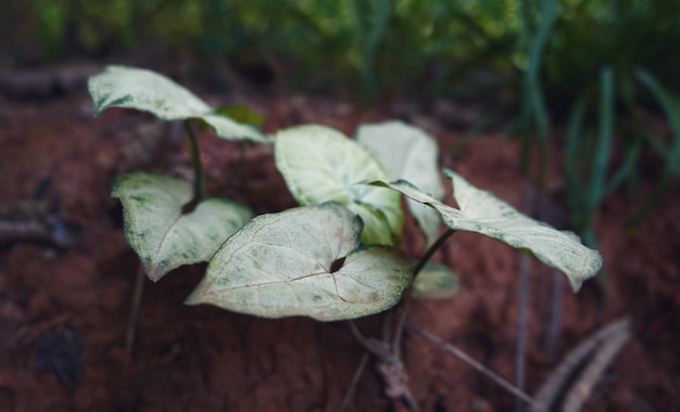 White Taro Leaves on a branch