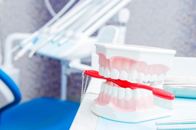 White teeth dummy and instruments in dental office. 