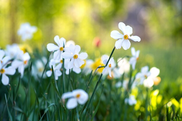 White tender narcissus flowers blooming in spring garden.