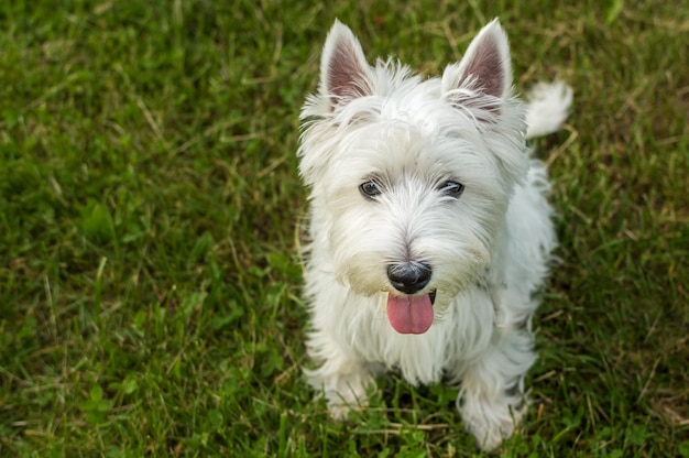 緑の草の上の白いテリア犬の肖像画のクローズアップ幸せな小さなかわいい白い犬