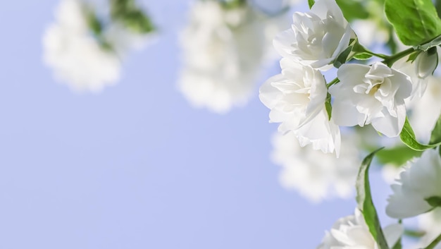 青色の背景に白いテリー ジャスミンの花の花びらマクロ花背景