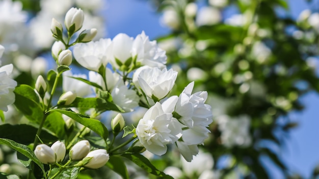 White terry jasmine flowers in the garden against blue sky