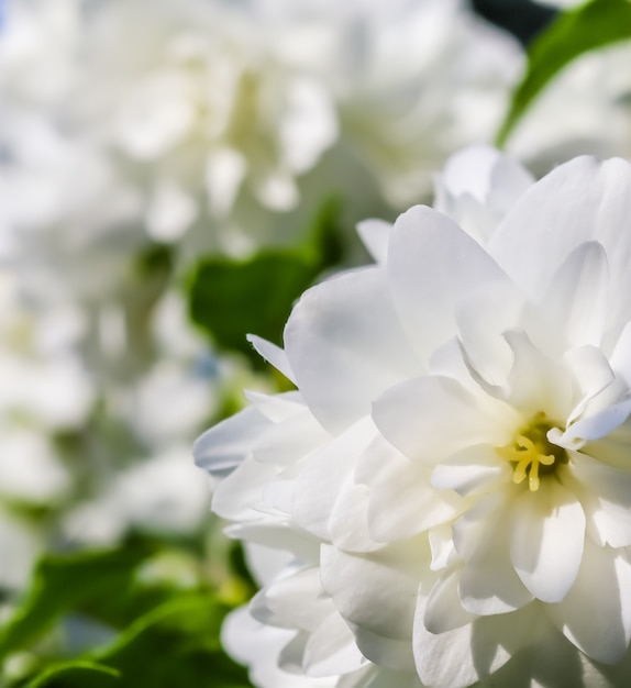 写真 庭の花の背景に白いテリージャスミンの花