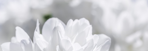 Фото Белые махровые цветы жасмина в саду