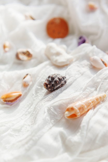 White textile background with different shells. 