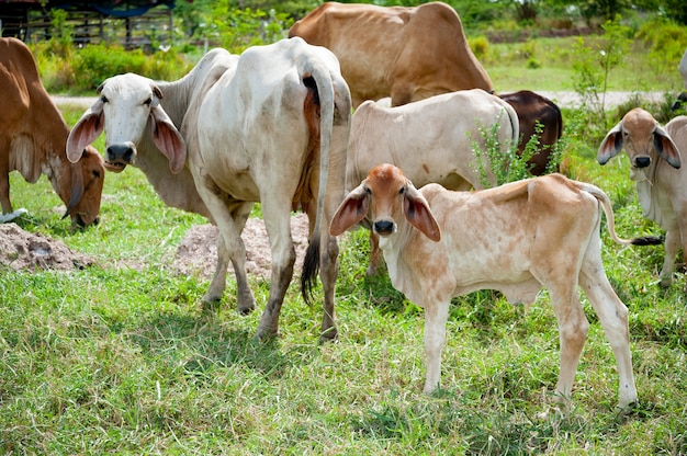 White thai cow family in green field which traditional cow in urban.