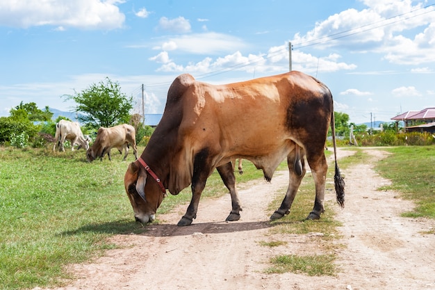 都市の伝統的な牛である緑色のフィールドの白いタイの牛の家族。