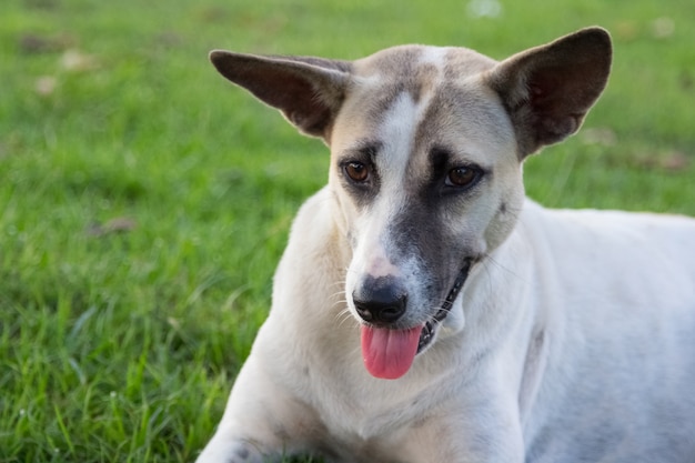 Foto cane tailandese bianco che guarda fisso qualcosa nei precedenti del parco