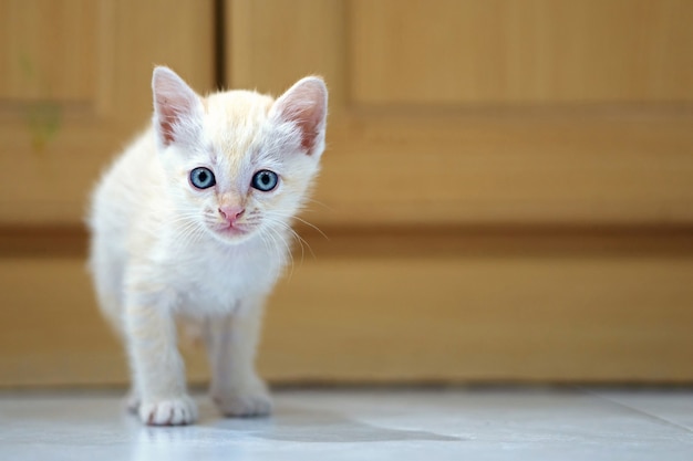 Gattino bianco tailandese, 1 mese di età, in piedi in casa.