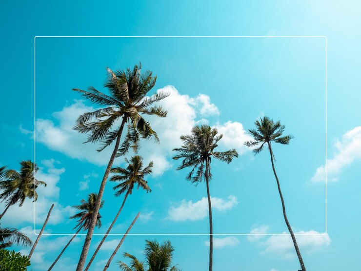 White thin line frame on summer background with many tall of tropical coconut palm tree on blue sky on sunny day summertimes scene holiday vacation poster concept