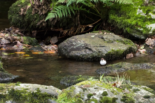 White-throated Dipper (Cinclus cinclus)