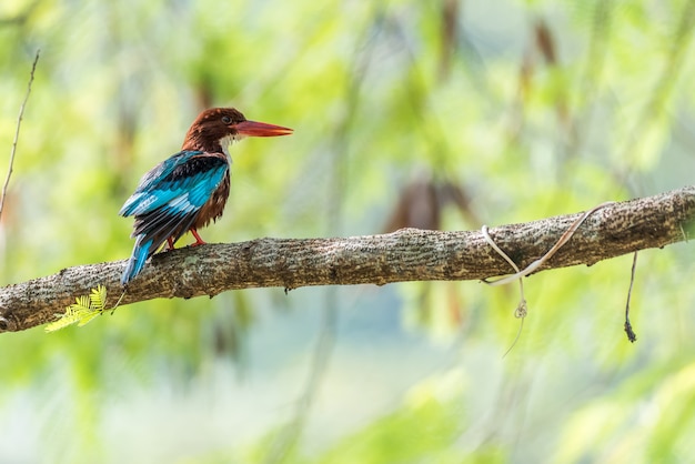 White Throated king fisher perched