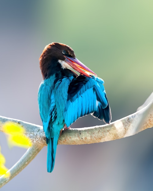 White throated kingfisher doing preen on a tree perch