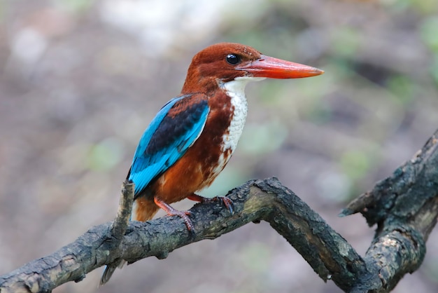 Белый горло Kingfisher Halcyon Smyrnensis Красивые птицы Таиланда