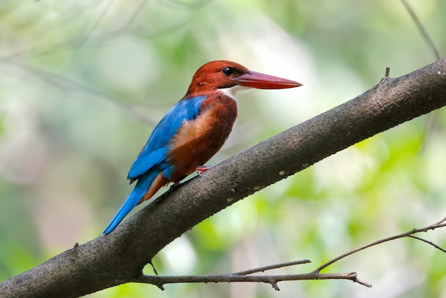 White throated Kingfisher Halcyon Smyrnensis Prachtige vogels van Thailand