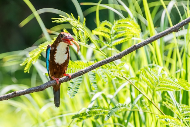 White throated kingfisher perched on a tree branch