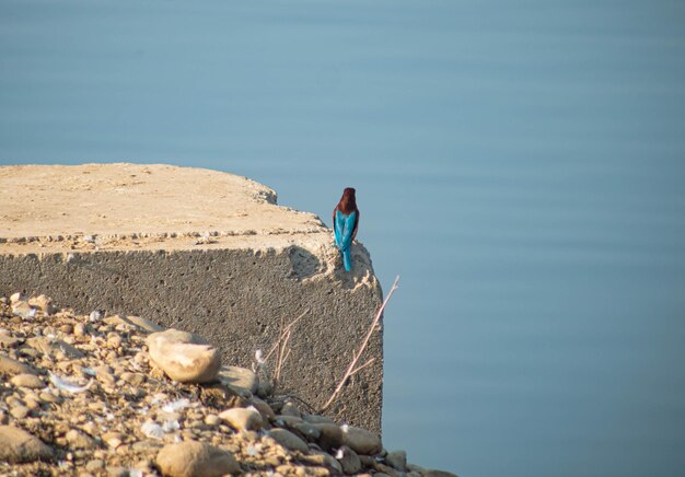 White Throated Kingfisher zit bij het rivierwater