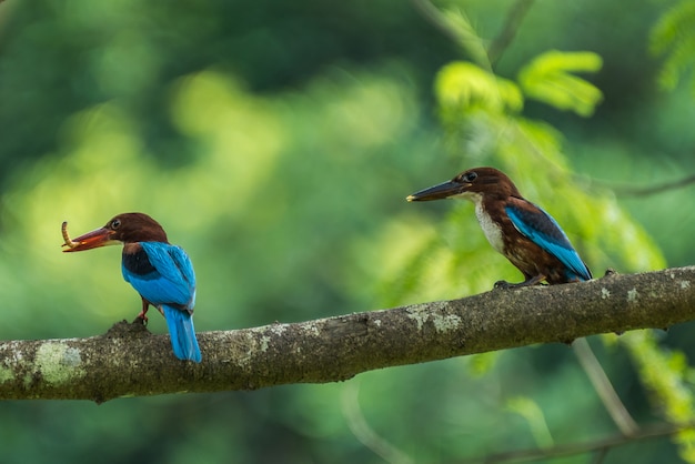 white throated kingfishers sitting on a branch