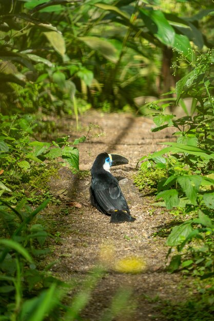 シロムネオオハシ、アマゾン地域、エクアドル