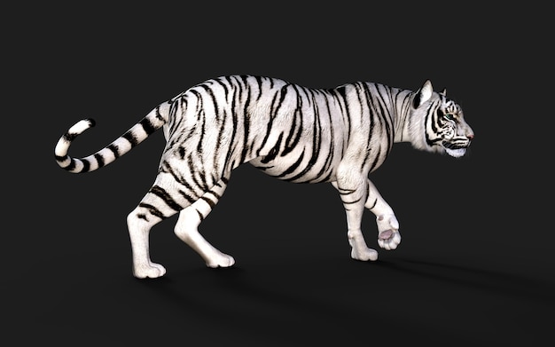 White Tiger Albino Isolated on Dark Background with Clipping Path 3d Illustration