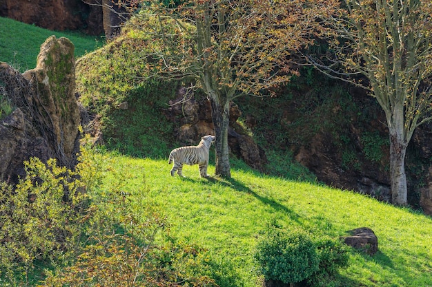 スペインカバルセノ自然公園のホワイトタイガー