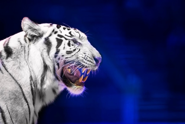 White tiger closeup on a dark background