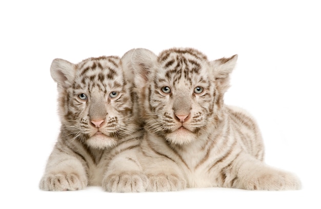 White Tiger cub (2 maanden) geïsoleerd