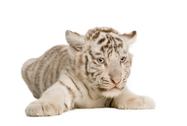 White Tiger cub (2 maanden) geïsoleerd