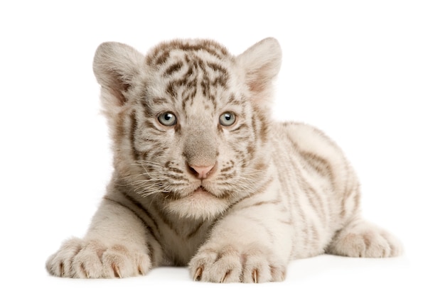 Photo white tiger cub (2 months) isolated