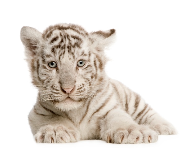 分離された白い虎の子（2ヶ月）
