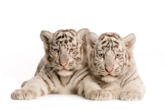 White Tiger cub (2 months) isolated