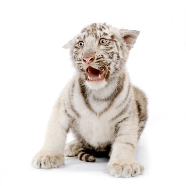 White Tiger cub in front of a white background