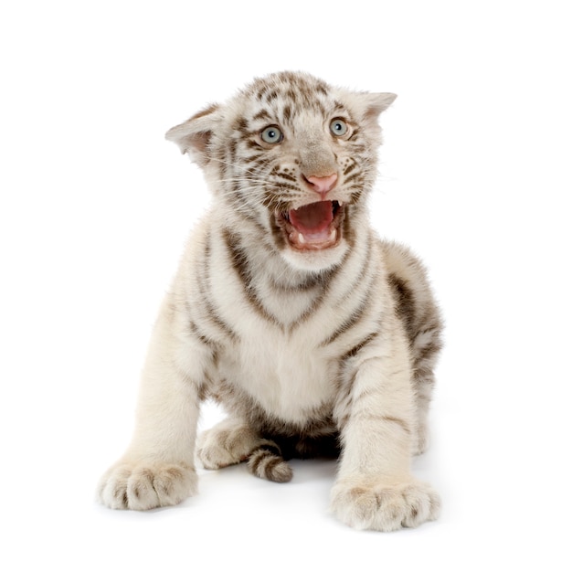 White Tiger cub in front of a white background