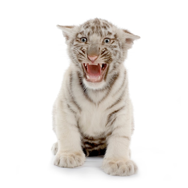 White Tiger cub in front of a white background