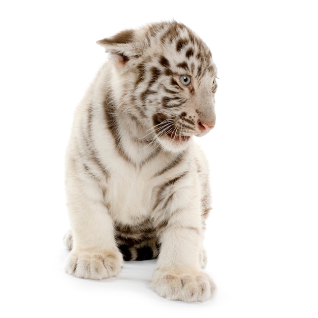 White Tiger cub in front of a white background