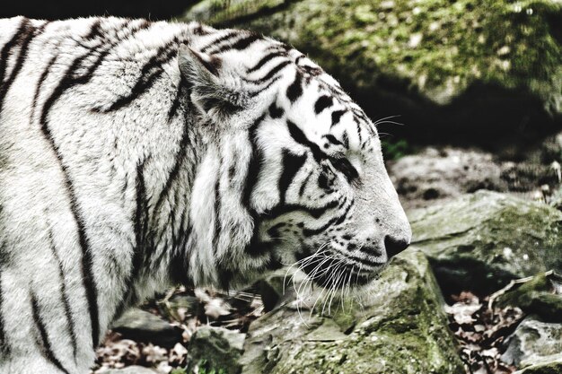 Foto tigre bianco nella foresta