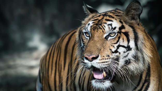 화이트 타이거는 숲에서 음식을 찾고 있습니다. (Panthera tigris corbetti) 자연 서식지, 자연 서식지의 야생 위험한 동물, 태국.