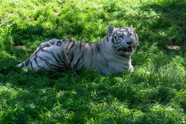 White tiger lying on the grass looking at camerawith cute pose