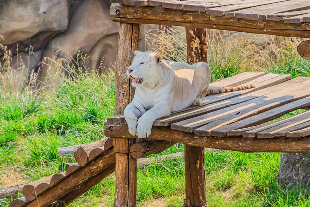 Белый тигр лежит на платформе в зоопарке Белый тигр отбеленный тигр