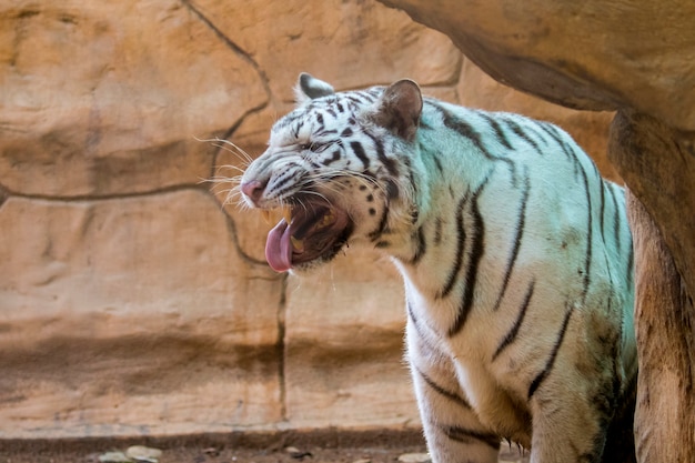 自然に白虎。野生動物。