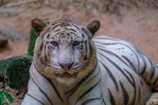 The white tiger stared at the rock.