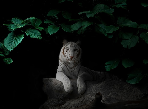 White tiger in tropical rainforest at night