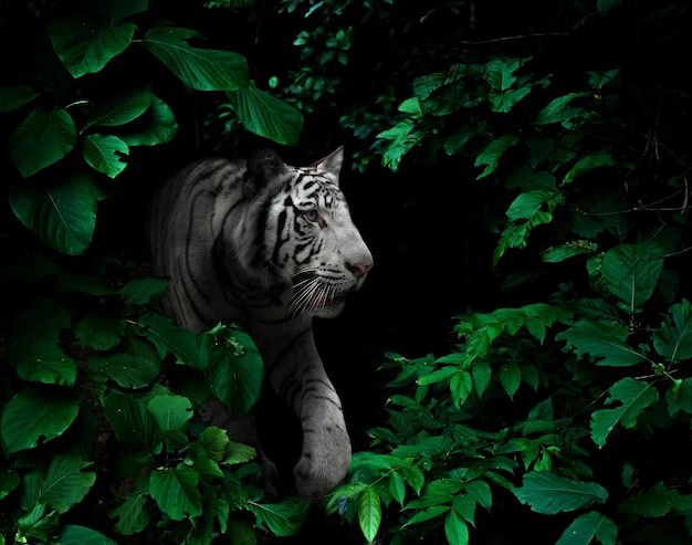 White tiger in tropical rainforest at night