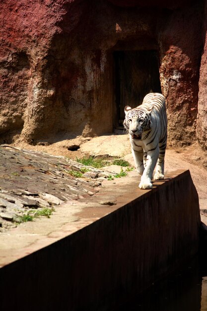 Photo white tiger walking on a ledge