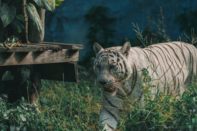 The white tiger in the zoo is waiting for the staff to feed.