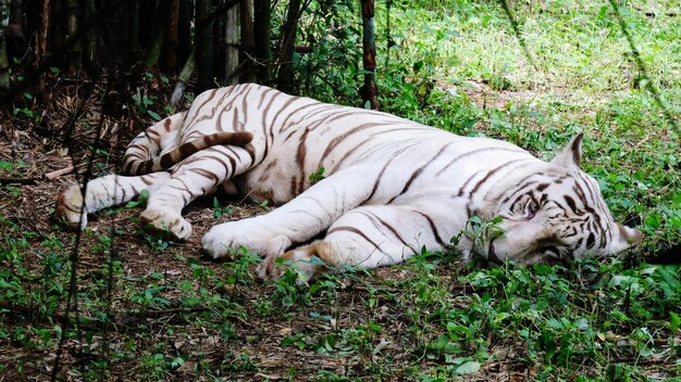 写真 ホワイト・タイガー