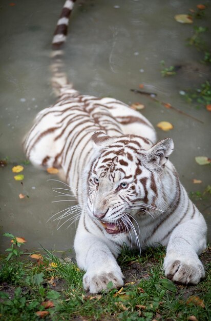 Photo white tiger