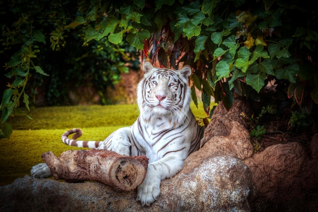 White tiger